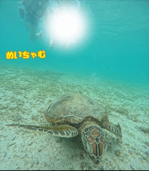 ただいまちゃんっ！