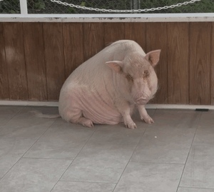 ただいまー