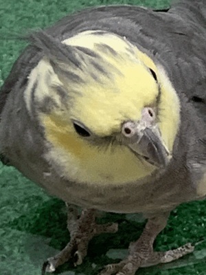 ぜーーーったいにシたいこと‪🦜‬