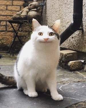 少し遅めの🐱