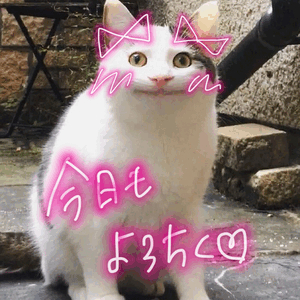 🌟はぴりおちゃん🌟