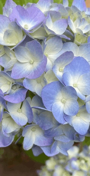 紫陽花