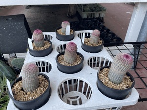 ６本の集い